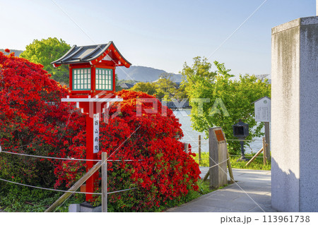 長岡天満宮 満開の霧島つつじ 長岡天満宮 満開の霧島つつじ 113961738