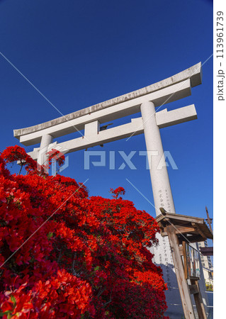 長岡天満宮　満開の霧島つつじと正面大鳥居 113961739