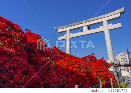長岡天満宮 満開の霧島つつじと正面大鳥居 長岡天満宮 満開の霧島つつじと正面大鳥居 113961741