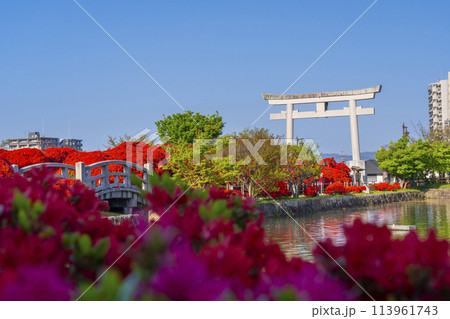 長岡天満宮　満開の霧島つつじと正面大鳥居 113961743