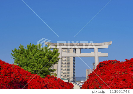 長岡天満宮　満開の霧島つつじと正面大鳥居 113961748