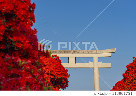 長岡天満宮　満開の霧島つつじと正面大鳥居 113961751