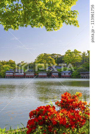 長岡天満宮 満開の霧島つつじと錦水亭 長岡天満宮 満開の霧島つつじと錦水亭 113961756
