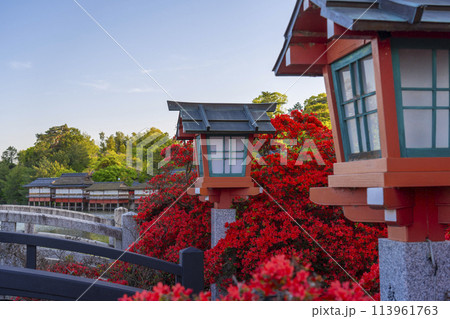 京都　長岡天満宮　満開の霧島つつじ 113961763