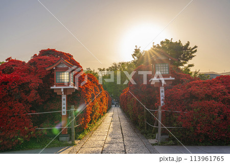京都　長岡天満宮　満開の霧島つつじ 113961765