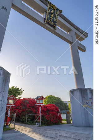 京都　長岡天満宮　満開の霧島つつじと正面大鳥居 113961766