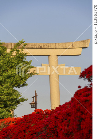 京都　長岡天満宮　満開の霧島つつじ 113961770