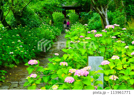風情ある三河のあじさい寺　石畳の参道 113961771