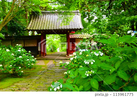 静粛な三河のあじさい寺の山門とあじさい 113961775
