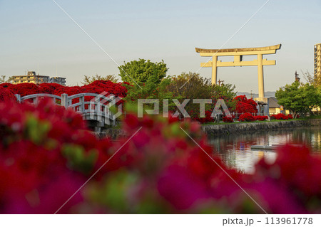京都 長岡天満宮 満開の霧島つつじ 京都 長岡天満宮 満開の霧島つつじ 113961778