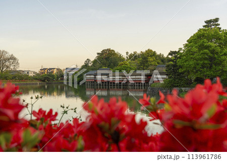 京都　長岡天満宮　銀水亭と満開の霧島つつじ 113961786