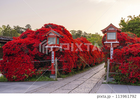 京都 長岡天満宮 満開の霧島つつじ 京都 長岡天満宮 満開の霧島つつじ 113961792