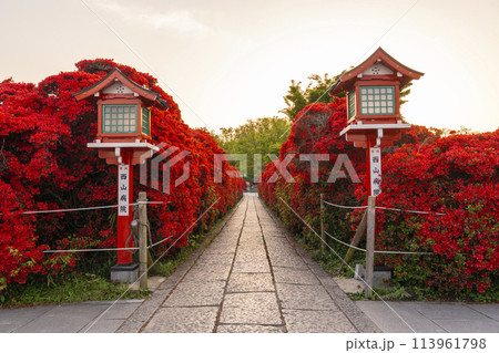 京都 長岡天満宮 満開の霧島つつじ 京都 長岡天満宮 満開の霧島つつじ 113961798