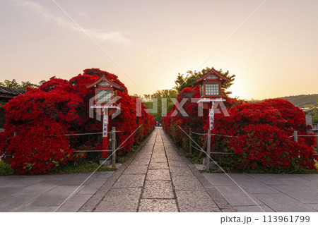 京都　長岡天満宮　満開の霧島つつじ 113961799