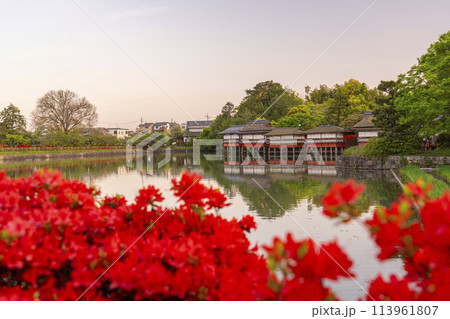 京都　長岡天満宮　銀水亭と満開の霧島つつじ 113961807