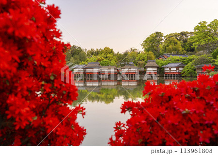 京都　長岡天満宮　銀水亭と満開の霧島つつじ 113961808