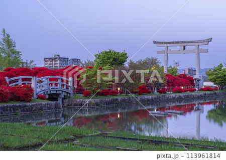 京都 長岡天満宮 薄暮空と満開の霧島つつじ 京都 長岡天満宮 薄暮空と満開の霧島つつじ 113961814