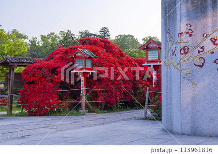 京都　長岡天満宮　薄暮空と満開の霧島つつじ 113961816