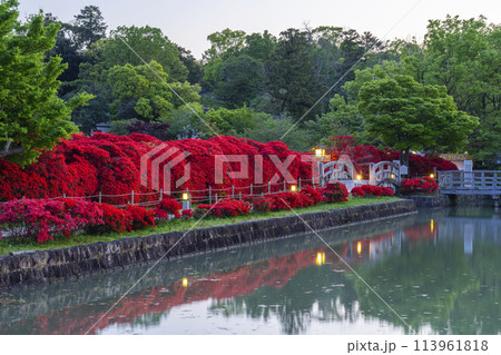 京都 長岡天満宮 薄暮空と満開の霧島つつじ 京都 長岡天満宮 薄暮空と満開の霧島つつじ 113961818