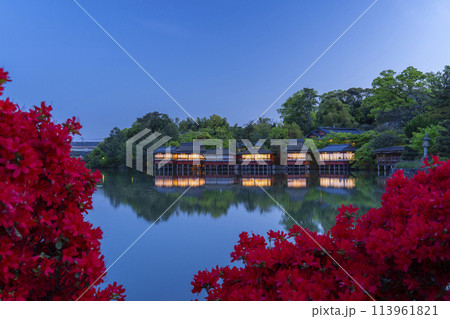 京都 長岡天満宮 霧島つつじと銀水亭 夜景 京都 長岡天満宮 霧島つつじと銀水亭 夜景 113961821