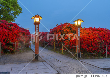 京都　長岡天満宮　霧島つつじ　夜景 113961823