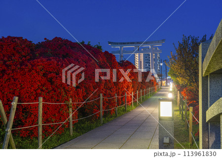 京都　長岡天満宮　霧島つつじ　夜景 113961830