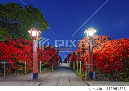 京都　長岡天満宮　霧島つつじ参道　夜景 113961838