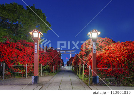 京都　長岡天満宮　霧島つつじ参道　夜景 113961839