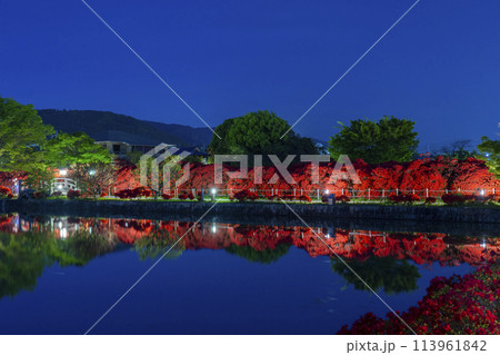 京都 長岡天満宮 池に映る霧島つつじ 夜景 京都 長岡天満宮 池に映る霧島つつじ 夜景 113961842