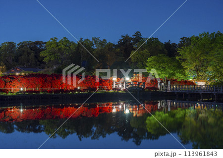 京都 長岡天満宮 池に映る霧島つつじ 夜景 京都 長岡天満宮 池に映る霧島つつじ 夜景 113961843