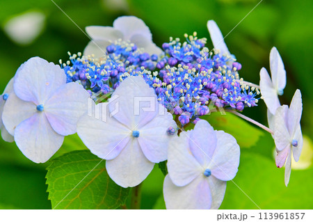 マクロレンズで観る　綺麗な紫陽花の花 113961857