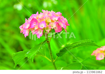 マクロレンズで観る　綺麗な紫陽花の花 113961862