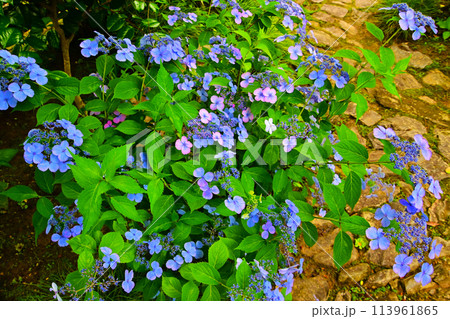 三河のあじさい寺　綺麗な紫陽花の花 113961865