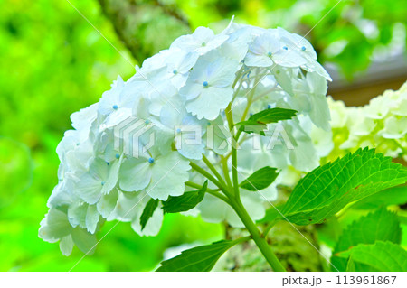 マクロレンズで観る　綺麗な紫陽花の花 113961867