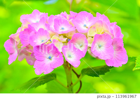 マクロレンズで観る 綺麗な紫陽花の花 マクロレンズで観る 綺麗な紫陽花の花 113961967