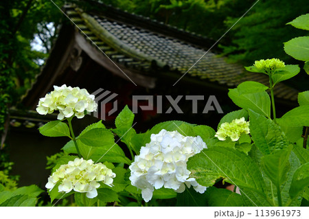 静粛な三河のあじさい寺の山門とあじさい 静粛な三河のあじさい寺の山門とあじさい 113961973