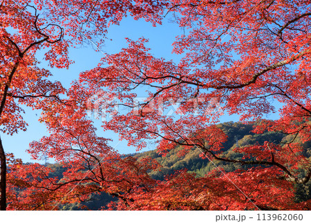 日本紅葉の名所100選　愛知県豊田市香嵐渓 113962060