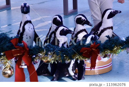 クリスマスバージョンのケープペンギン クリスマスバージョンのケープペンギン 113962076