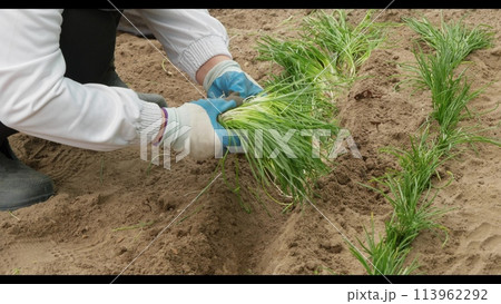 A woman is doing gardening and planting flowers in the black soil. A woman plants flowers in the fertile soil of her garden making it more beautiful. DIY landscape design concept. A woman is doing gardening and planting flowers in the black soil. A woman plants flowers in the fertile soil of her garden making it more beautiful. DIY landscape design concept. 113962292