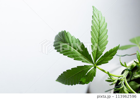 Fresh green cannabis leaf close up on white background 113962596