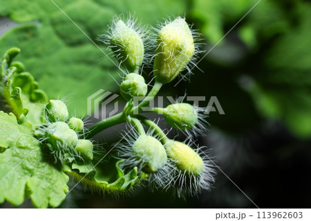 Delicate small white flower buds with hairs on the green stem of a plant with leaves Delicate small white flower buds with hairs on the green stem of a plant with leaves 113962603