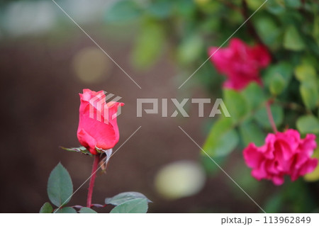 荒尾市 おもやい市民花壇 バラの花、 荒尾市 おもやい市民花壇 バラの花、 113962849