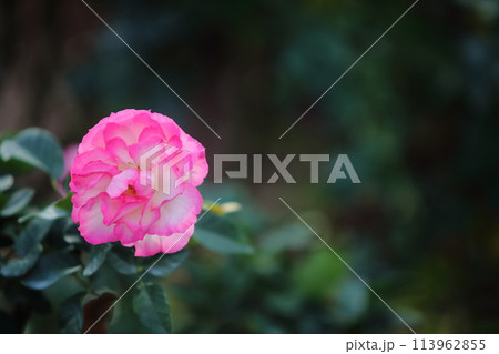 荒尾市 おもやい市民花壇 バラの花、 荒尾市 おもやい市民花壇 バラの花、 113962855