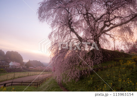 朝陽に照らされた美しい桜　又兵衛桜 113963154