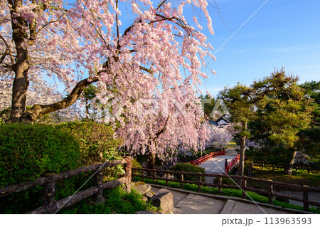桜満開の爽やかな朝を迎えた弘前城公園　青森県 113963593
