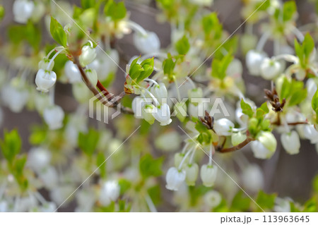 ドウダンツツジ ドウダンツツジ 113963645