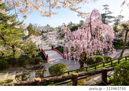 桜満開の朝　本丸より鷹丘橋を通し北の郭を観る　弘前城　青森県 113963788