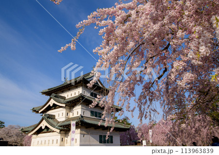 清々しい朝　青空と桜に包まれた曳家されている弘前城天守閣　2024年　青森県 113963839