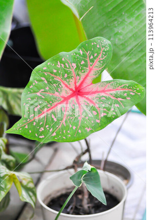 Caladium, Caladium Bicolor Vent or Caladium bicolor Caladium, Caladium Bicolor Vent or Caladium bicolor 113964213