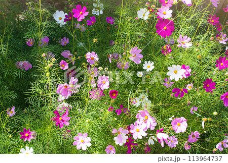 Multicolored flowers of cosmos aster bush with warm sunlight in spring or summer. Gardening Multicolored flowers of cosmos aster bush with warm sunlight in spring or summer. Gardening 113964737